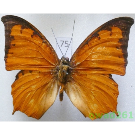 Charaxes paphianus Ward, 1871 C.A.R.75